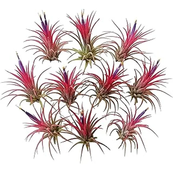 Blooms Rainforest Grown Ionantha Plants