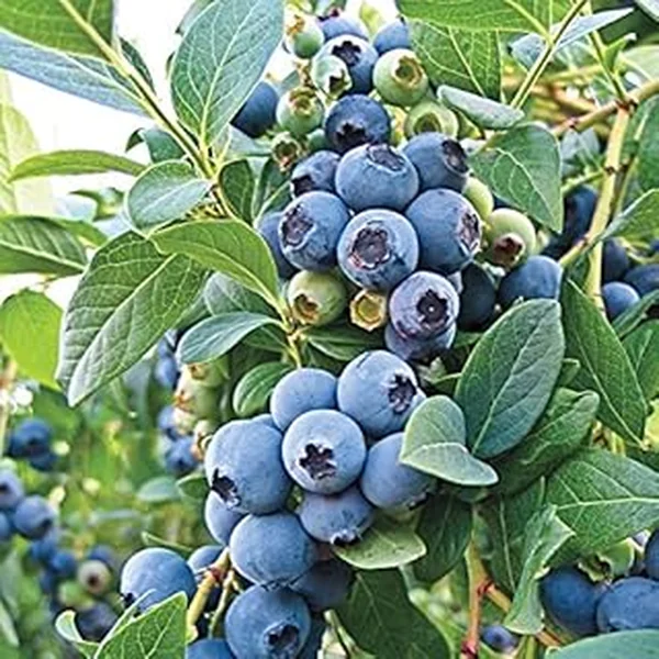 Blueberry Highbush 1 Liter Northern Climates