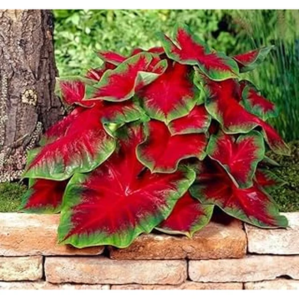 Florida Cardinal Caladium Bulbs Planting