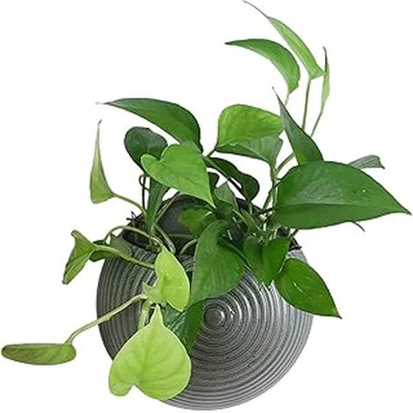 Hanging Planters Planter Drainage Ceramics