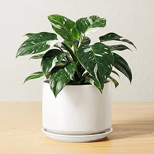 Tauci Ceramic Drainage Planter Durable