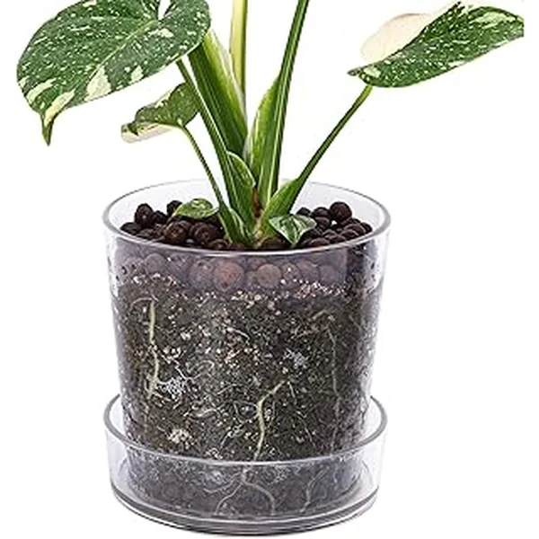 Phoenix Vine Drainage Transparent Containers