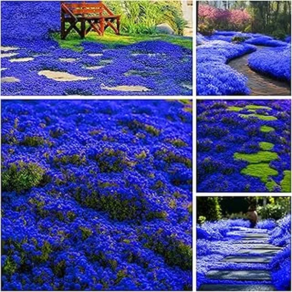 Creeping Planting Perennial Serpyllum Heirloom