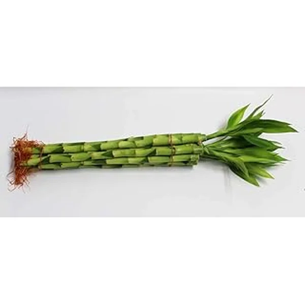 Athenas Garden B SS48 Bamboo Stalks