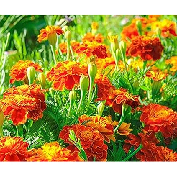 French Marigold Seeds Planting Instructions