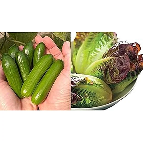 Park Seed Variety Cucumber Lettuce