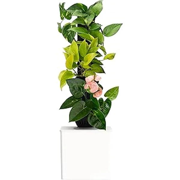 Tevatower Self Watering Indoor Garden System