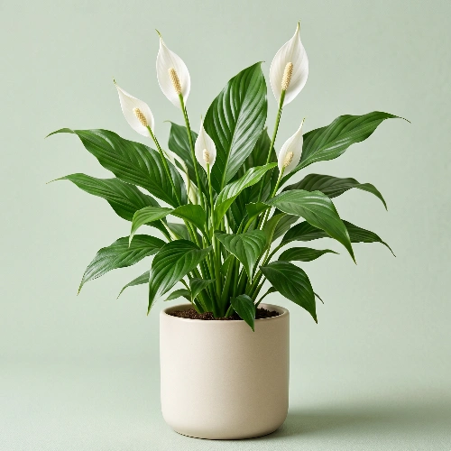 Peace lily