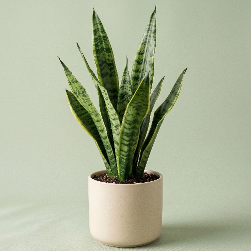 Snake plant